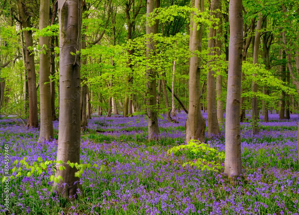 Fototapeta Magiczny Las w Kwiecie Wiosny