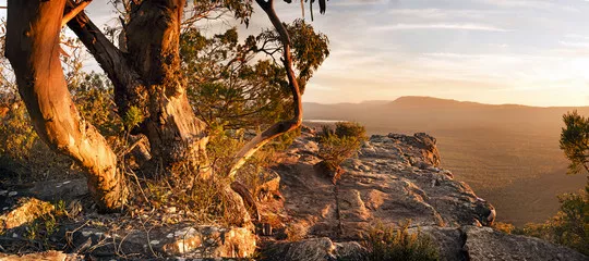 Fototapeta Krajobraz australijskiego buszu