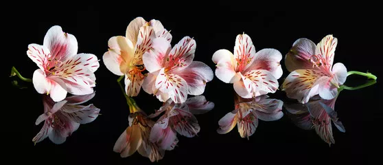 Fototapeta Alstroemeria. Piękne kwiaty z odbiciem
