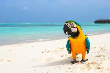 Obraz Papuga na Tropikalnej Plaży