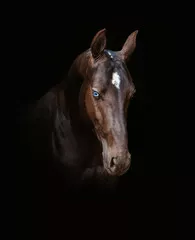Fototapeta Koń Akhal-Teke