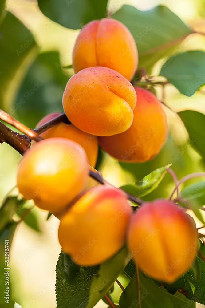 Fototapeta Pfirsiche (Prunus persica)