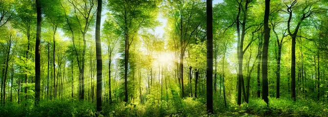 Fototapeta las - panorama z promieniami słońca