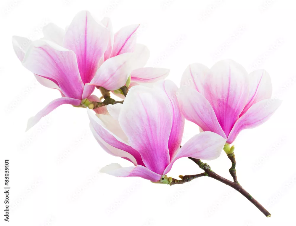 Obraz Kwiat Magnolii – Delikatne Piękno Natury