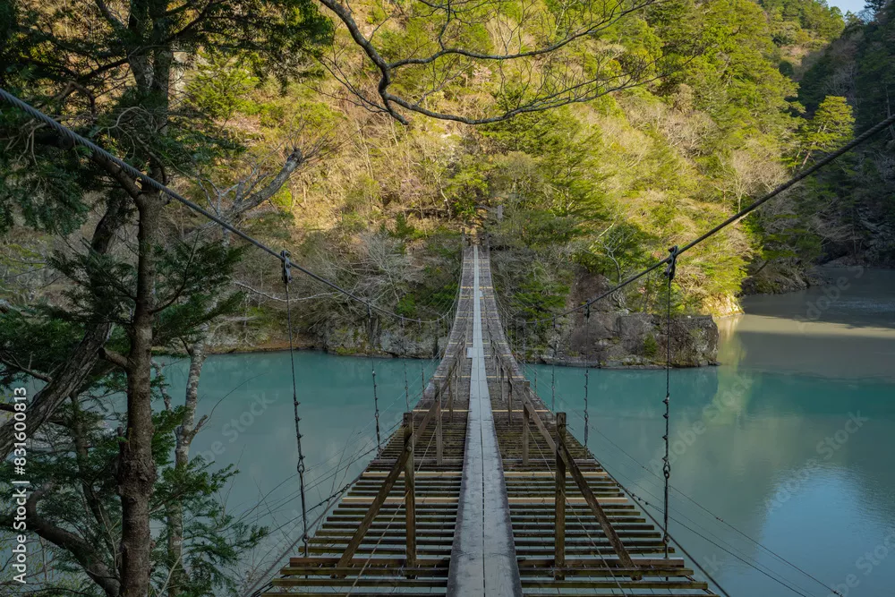Fototapeta Przygoda na Wiszącym Moście w Dziczy