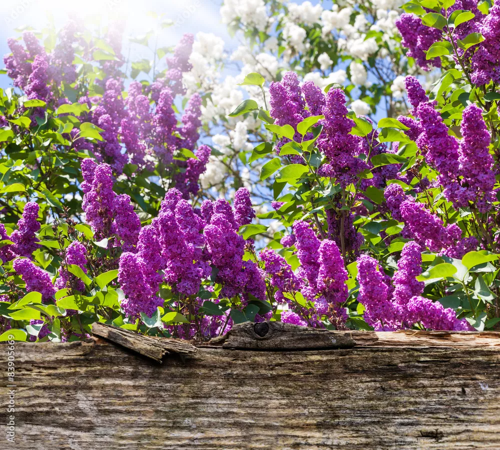 Fototapeta Liliowy za drewnianą deską
