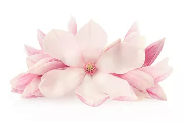 Fototapeta Magnolia, różowe wiosenne kwiaty i pąki na białym, ścieżce przycinającej