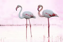Fototapeta Różowy Świat Flamingów: Elegancja Natury