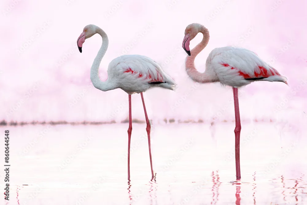 Fototapeta Różowy Świat Flamingów: Elegancja Natury