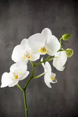 Fototapeta Biała orchidea na szarym tle.
