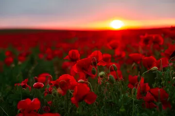 Obraz Magic of the Poppy Field at Sunset