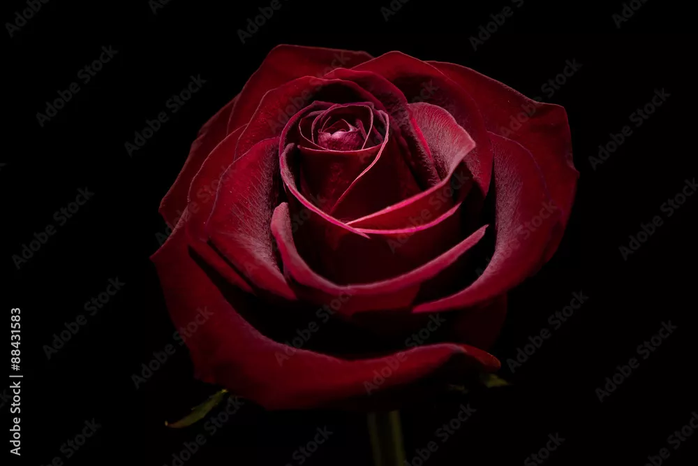 Fototapeta Rose Macro