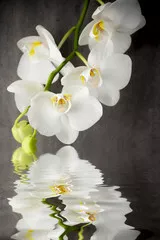 Fototapeta Biała orchidea na szarym tle.