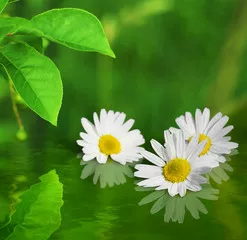 Fototapeta Trzy białe żółte kwiaty daisy na zielonym tle odbicie w wodzie