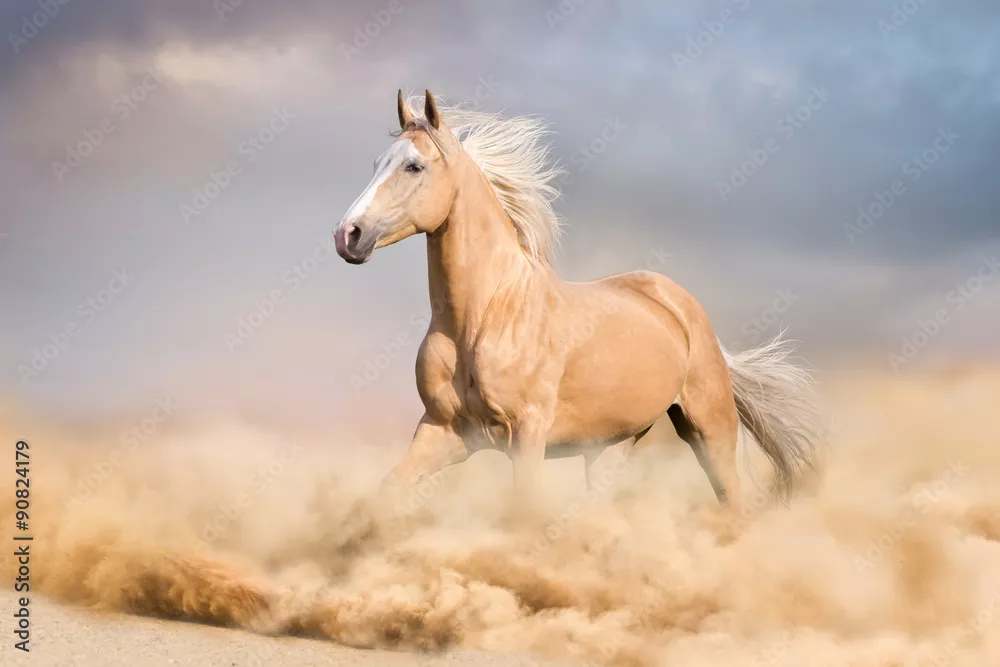 Fototapeta Koń Palomino z długim blond mężczyzną prowadzonym w pustyni