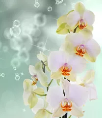 Fototapeta Kwiaty orchidei na abstrakcyjnym tle