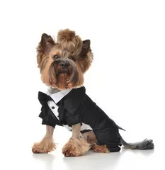 Obraz Yorkshire Terrier pies przebrany do ślubu