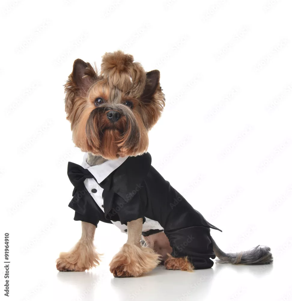 Obraz Yorkshire Terrier pies przebrany do ślubu