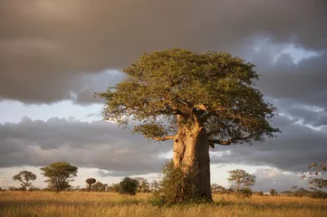 Obraz Majestatyczny Baobab na Afrykańskiej Sawannie