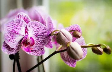 Fototapeta Orchidea