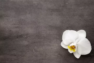 Fototapeta Biała orchidea na szarym tle.