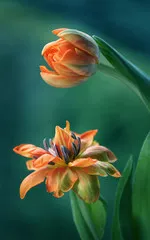 Fototapeta Tulipany