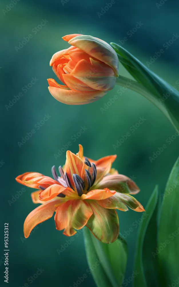 Fototapeta Tulipany
