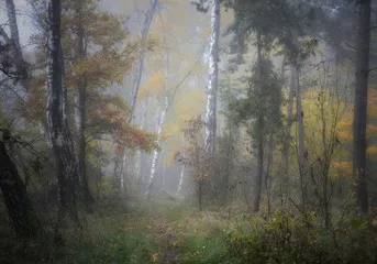 Fototapeta Magiczny, Jesienny Las We Mgle