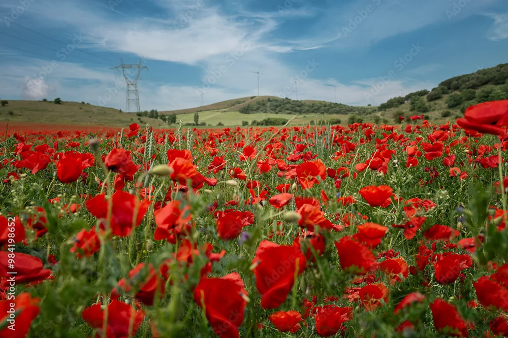 Fototapeta Malownicze Łąki Maków: Urok Czerwonych Pól