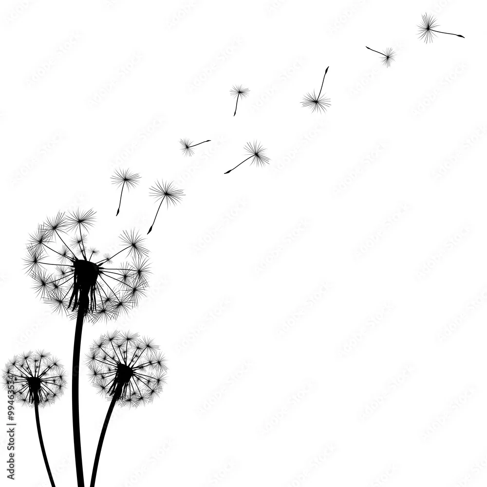 Fototapeta czarna sylwetka z latającymi pąkami mniszka lekarskiego na białym tle