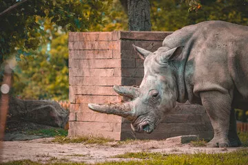 Obraz Potężny Nosorożec w Naturalnym Środowisku