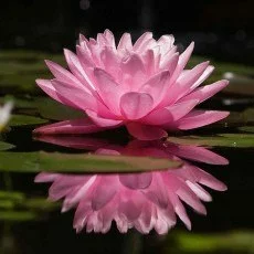 Obrazy z kwiatami lotosu