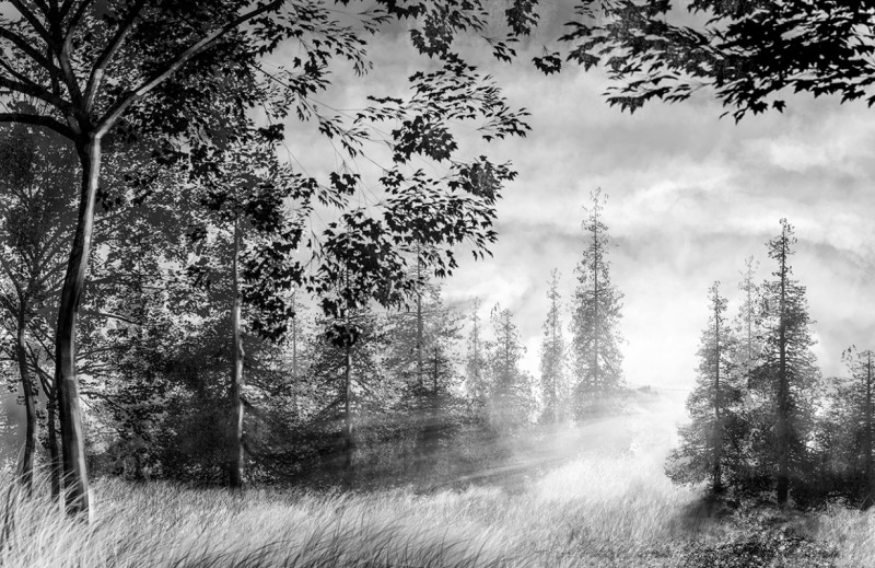 Fototapeta Čierno biely les