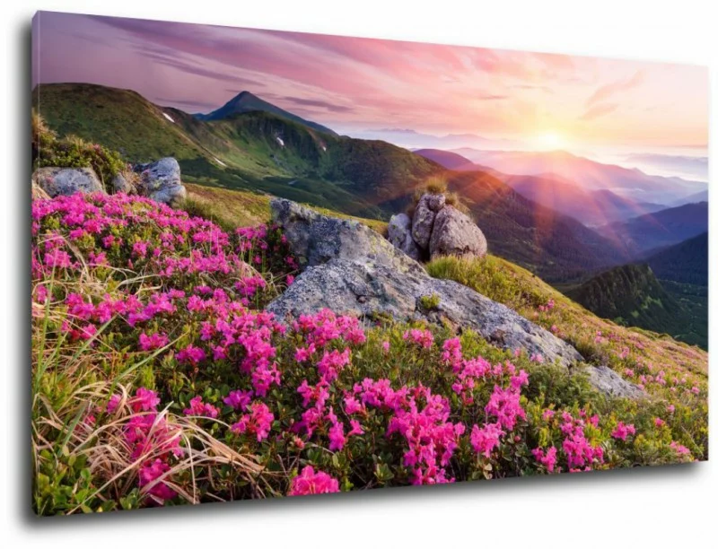 krajobraz z kwiatami w górach - obrazek 1