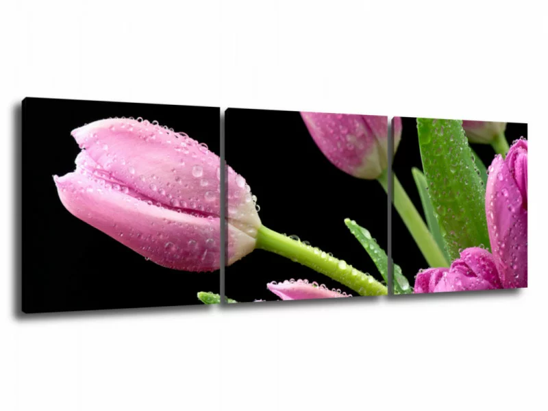 Obraz 3 częściowy - zroszony tulipan