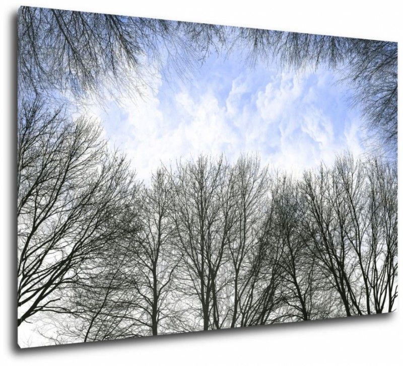 Obraz na plátne Koruny stromov