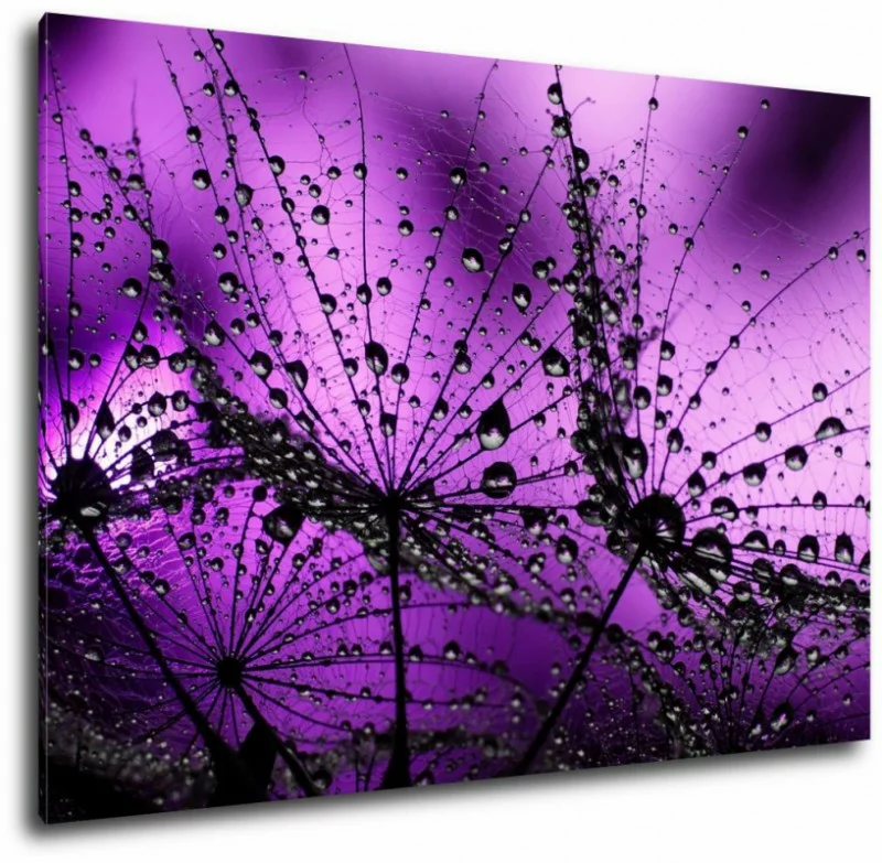 Obraz dmuchawce w fiolecie - obrazek 1
