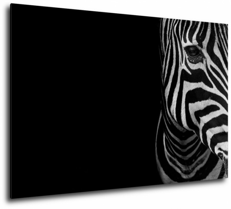 Obraz na plátne Zebra