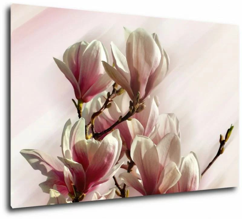 obraz magnolie w słońcu - obrazek 1