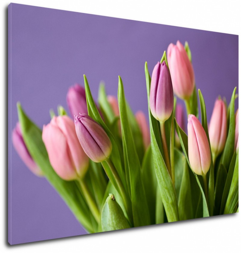 Obraz na plátne Krásne tulipány