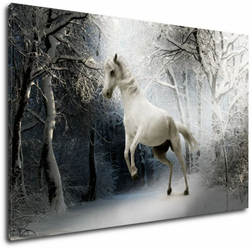Obraz na płótnie - Biały koń - obrazek 1