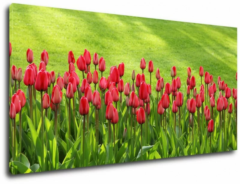 Obraz czerwone tulipany 150x70cm - obrazek 1