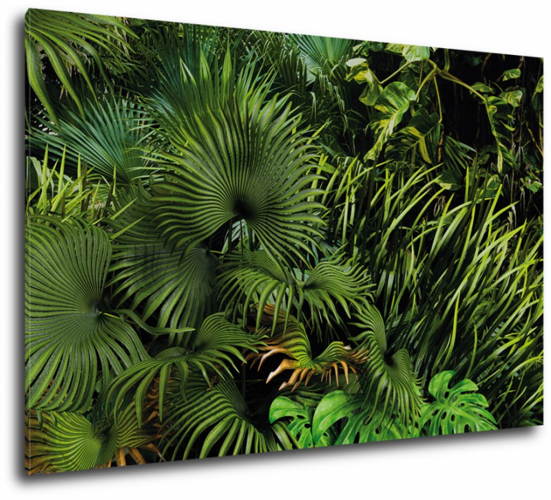 Obraz na plátne Džungľa
