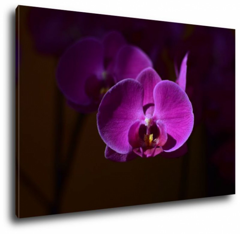Obraz na plátne Orchidea