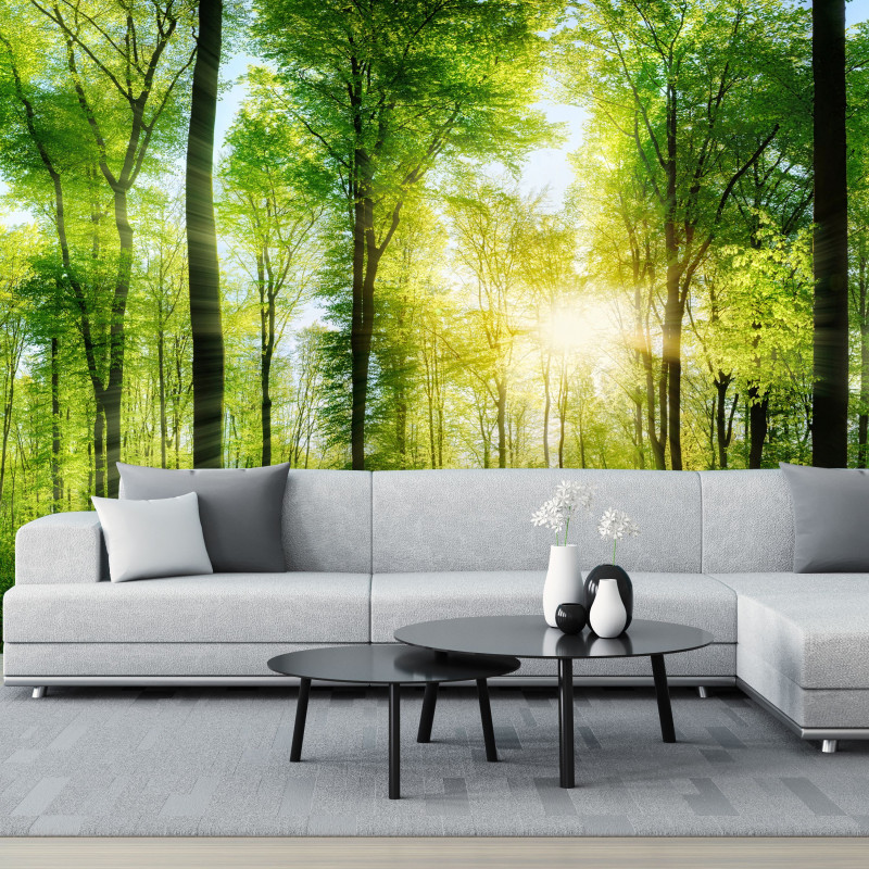 Fototapeta na wymiar las, drzewa, słońce