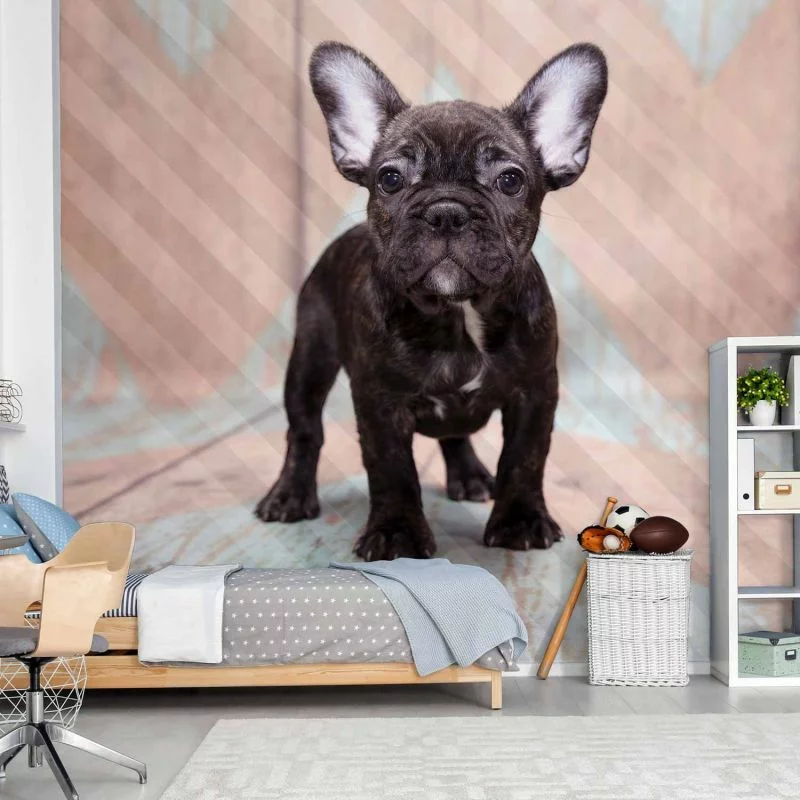 Fototapeta - Buldog francuski - obrazek 1