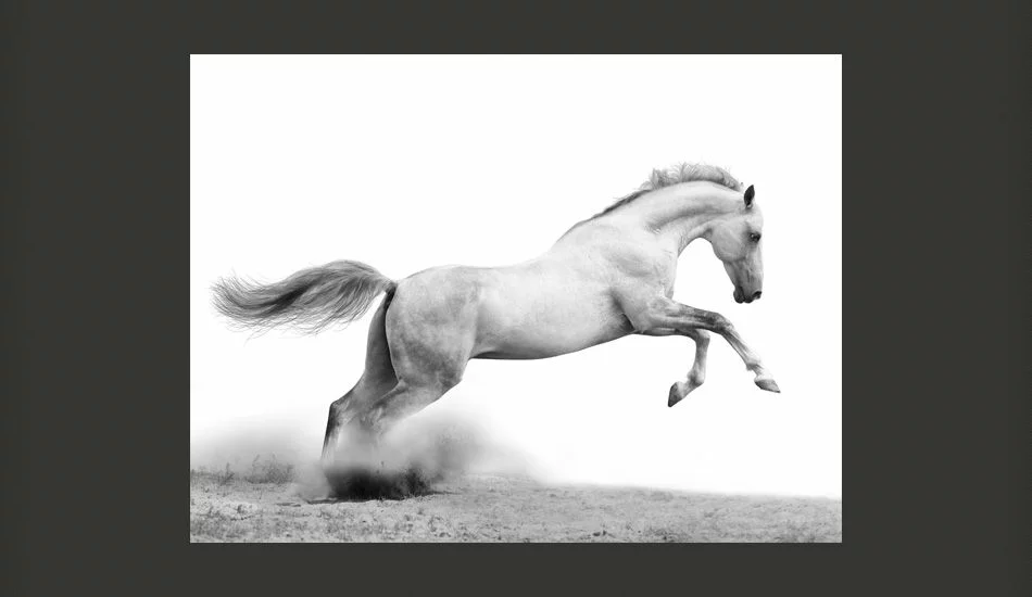 Fototapeta - White gallop - obrazek 1