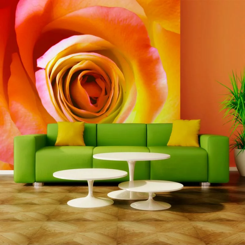Fototapeta do salonu Piękna kolorowa róża