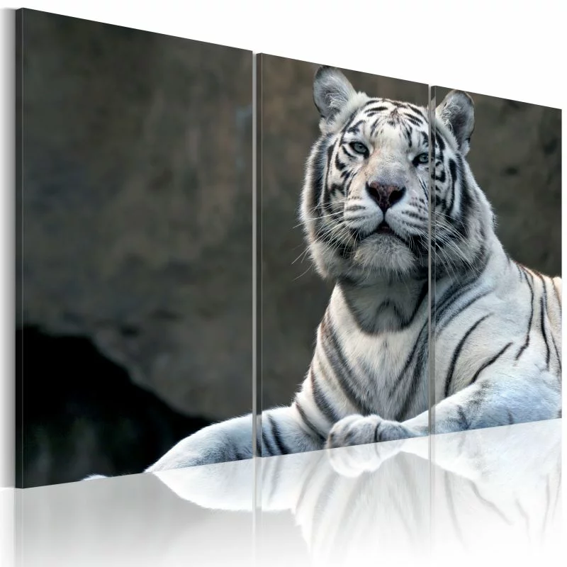Obraz - Biały tygrys  - obrazek 1