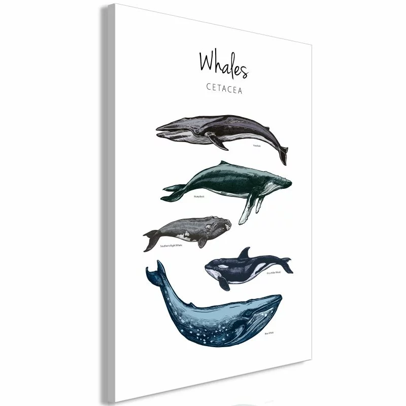 Obraz - Wieloryby (1-częściowy) pionowy